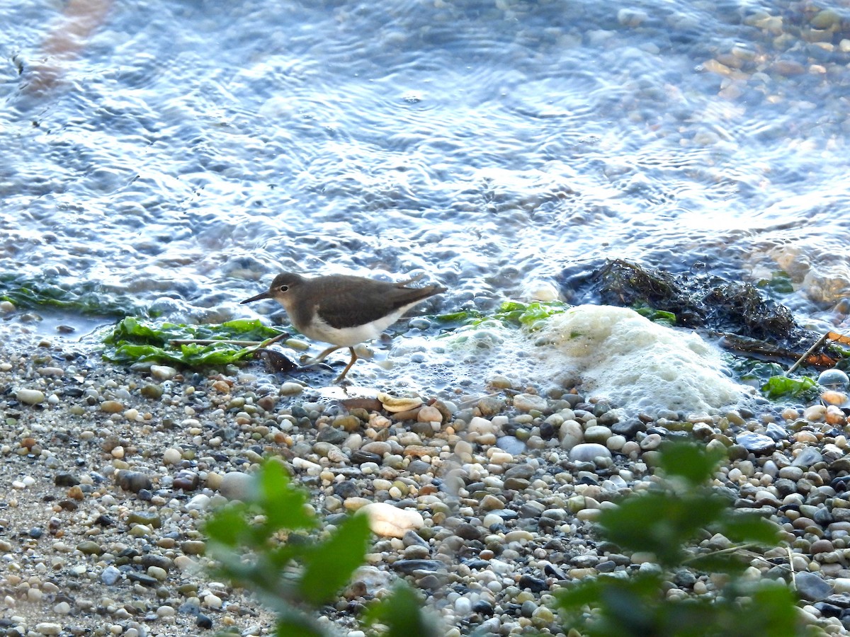 Spotted Sandpiper - ML609889971