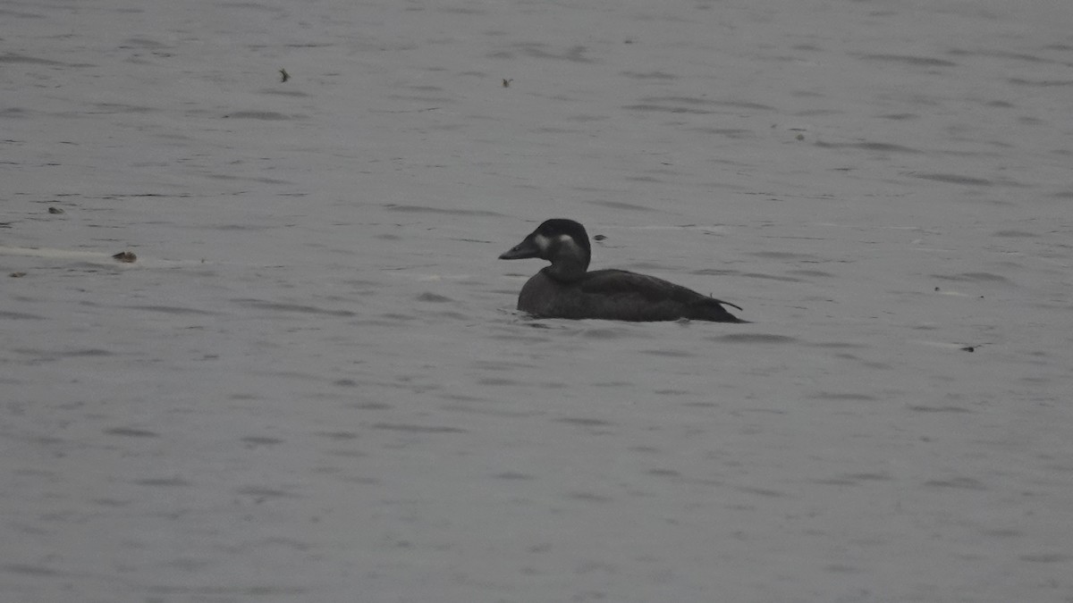 Surf Scoter - Barry Day