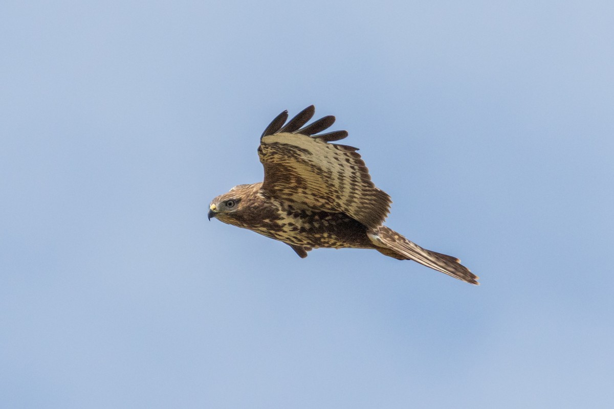 Common Buzzard - ML609890168