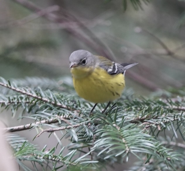 Magnolia Warbler - ML609890175