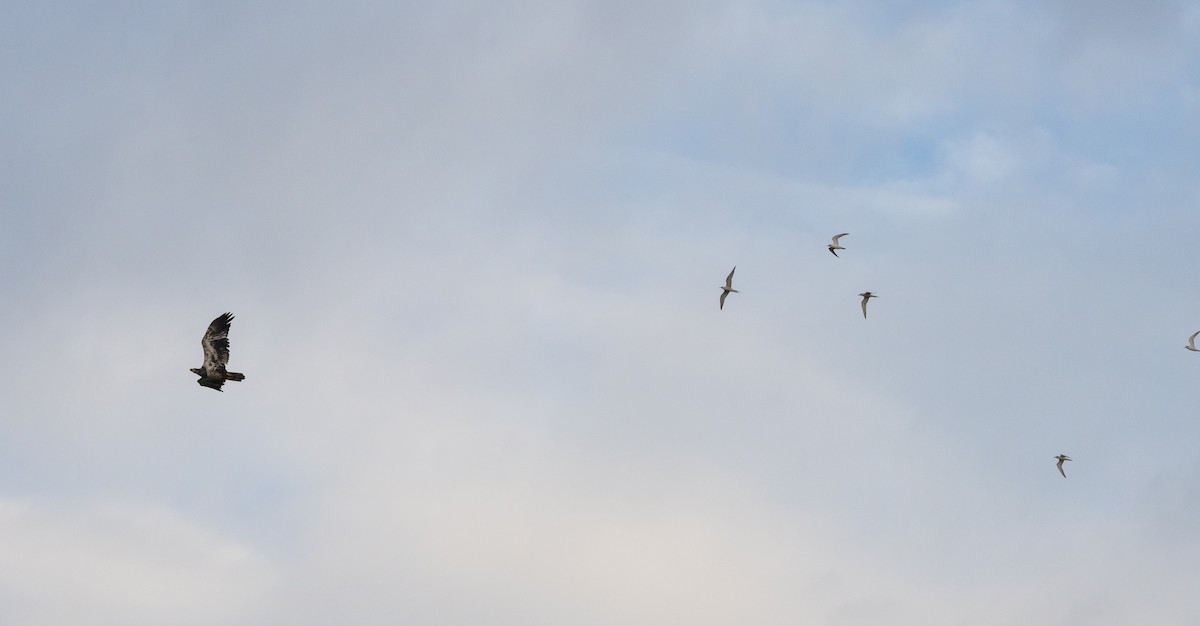 Common Tern (hirundo/tibetana) - ML609890414