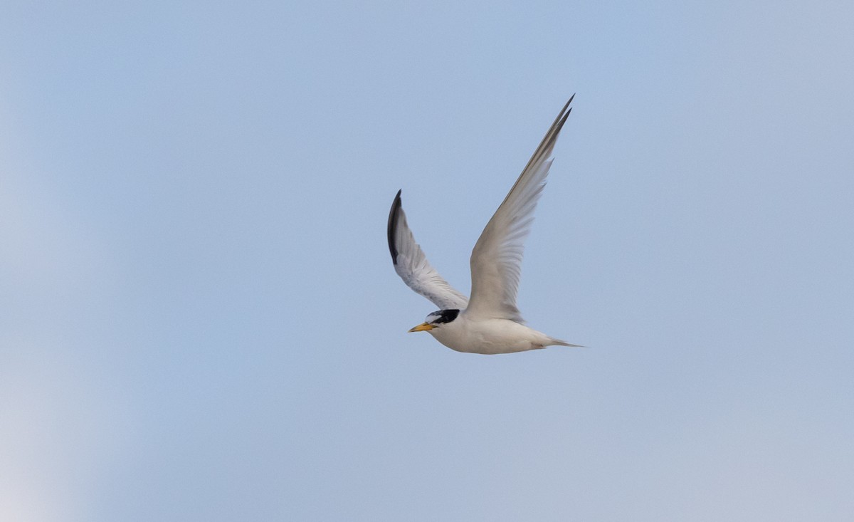 Least Tern - ML609890434