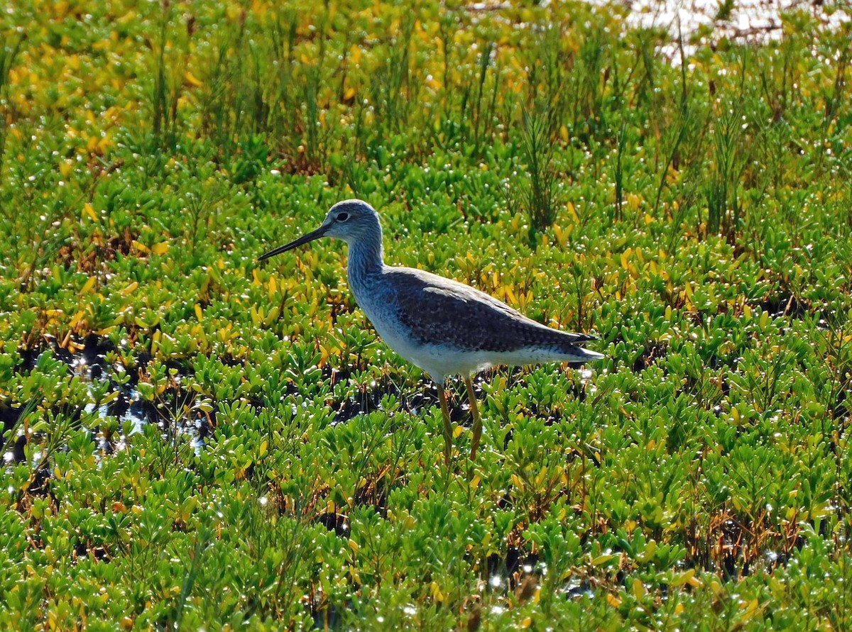 Greater Yellowlegs - ML609890460
