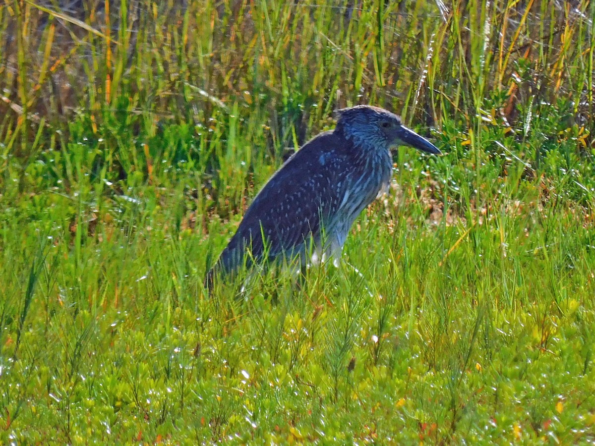 Yellow-crowned Night Heron - ML609890465