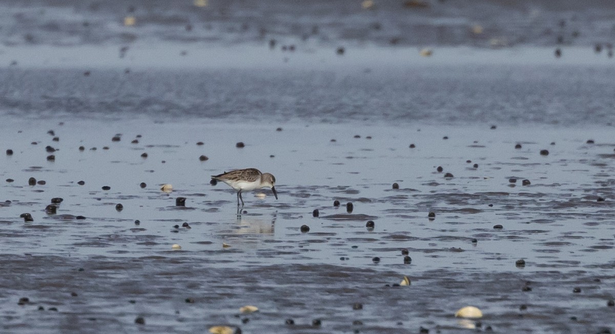 Western Sandpiper - ML609890483