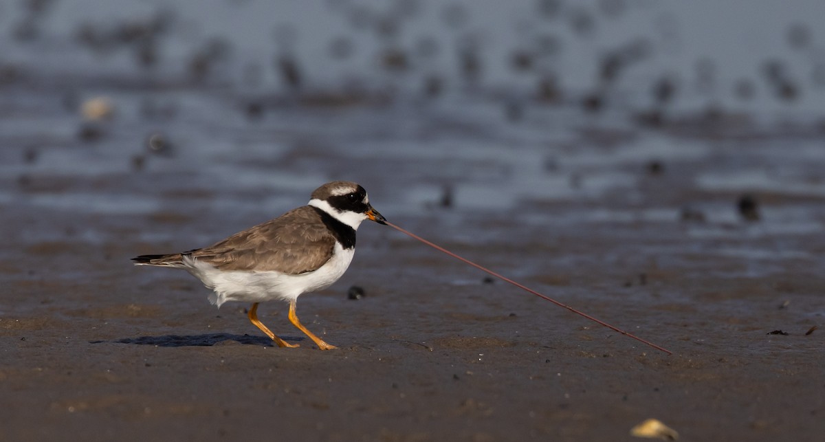 Common Ringed Plover - ML609890520
