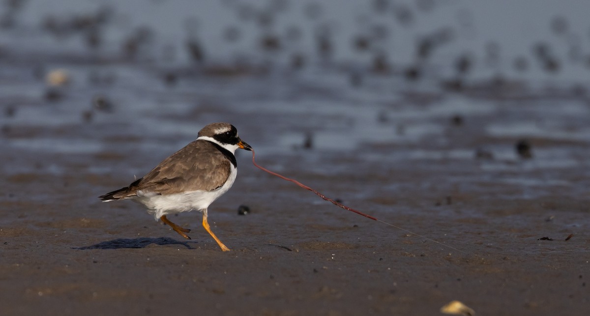 Common Ringed Plover - ML609890522
