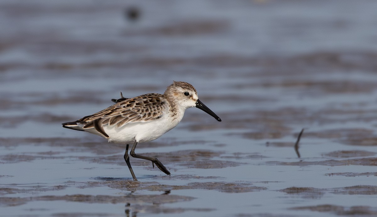 Western Sandpiper - ML609890546