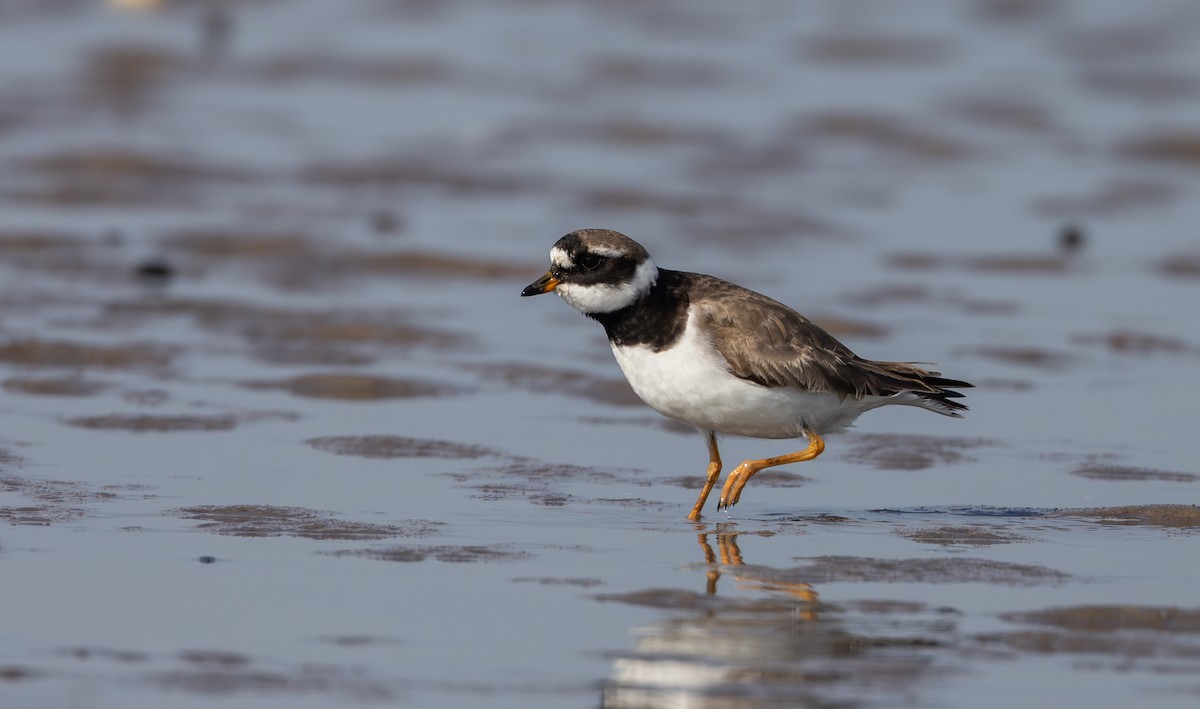 Common Ringed Plover - ML609890560