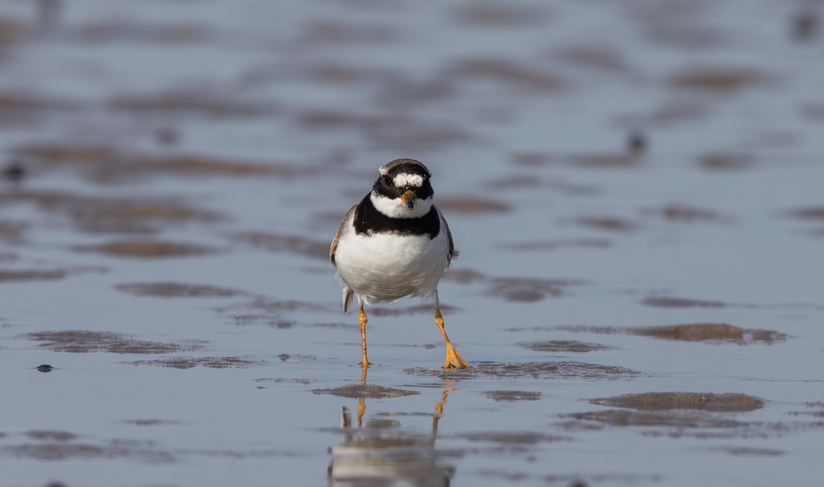 Common Ringed Plover - ML609890561