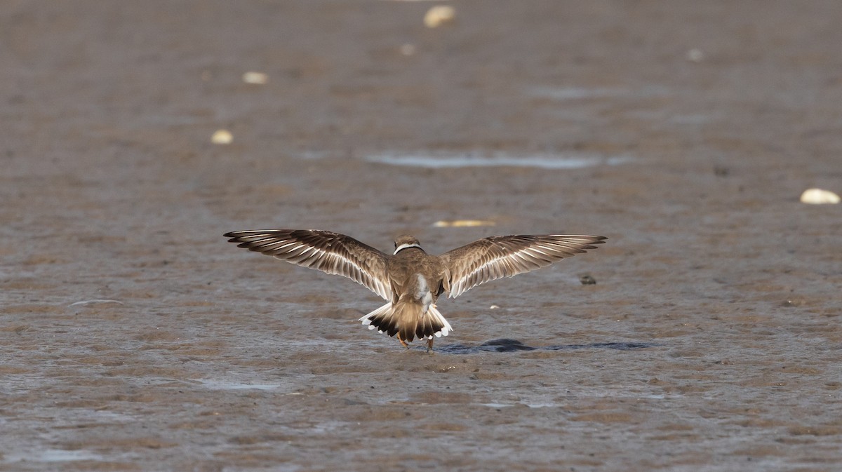 Common Ringed Plover - ML609890609