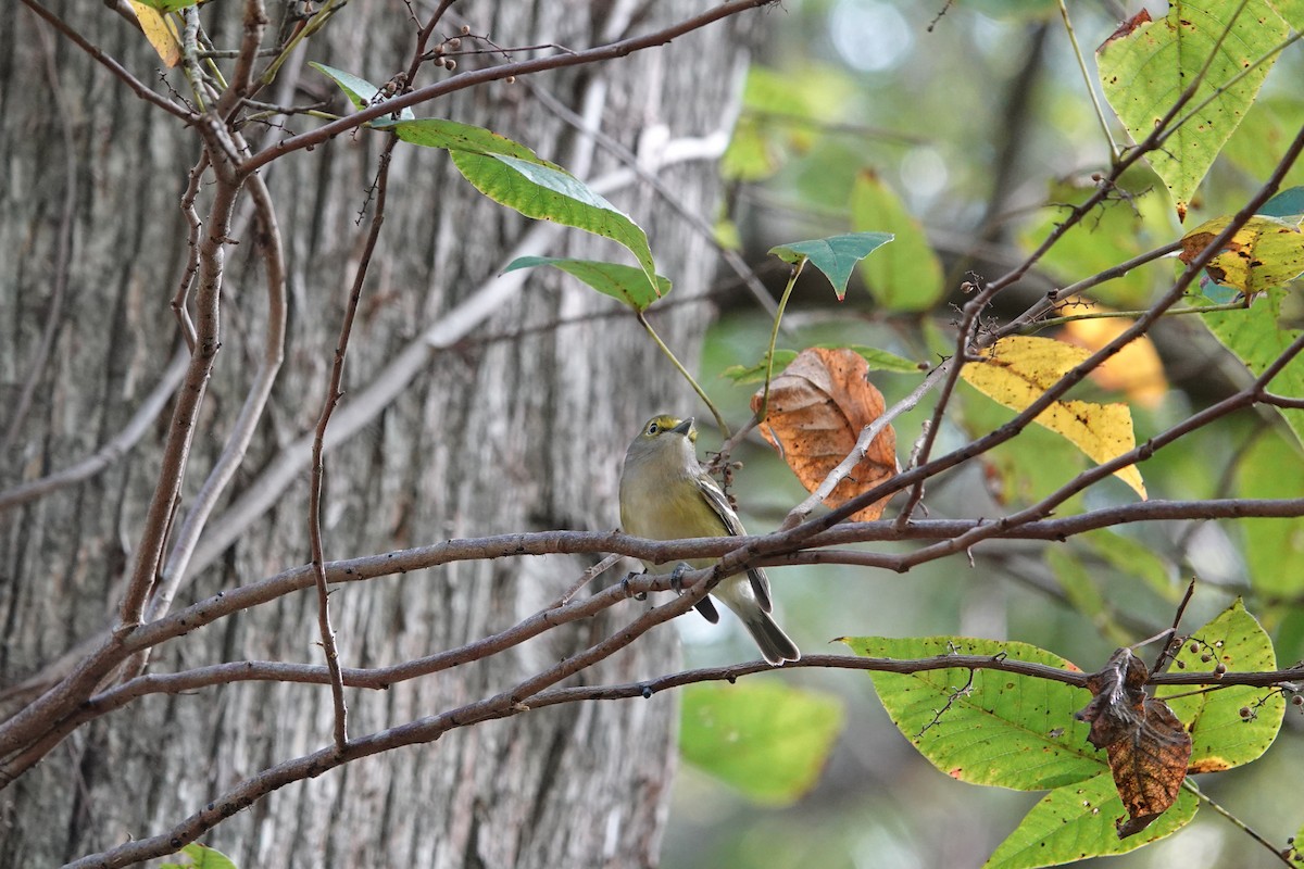 White-eyed Vireo - ML609890624