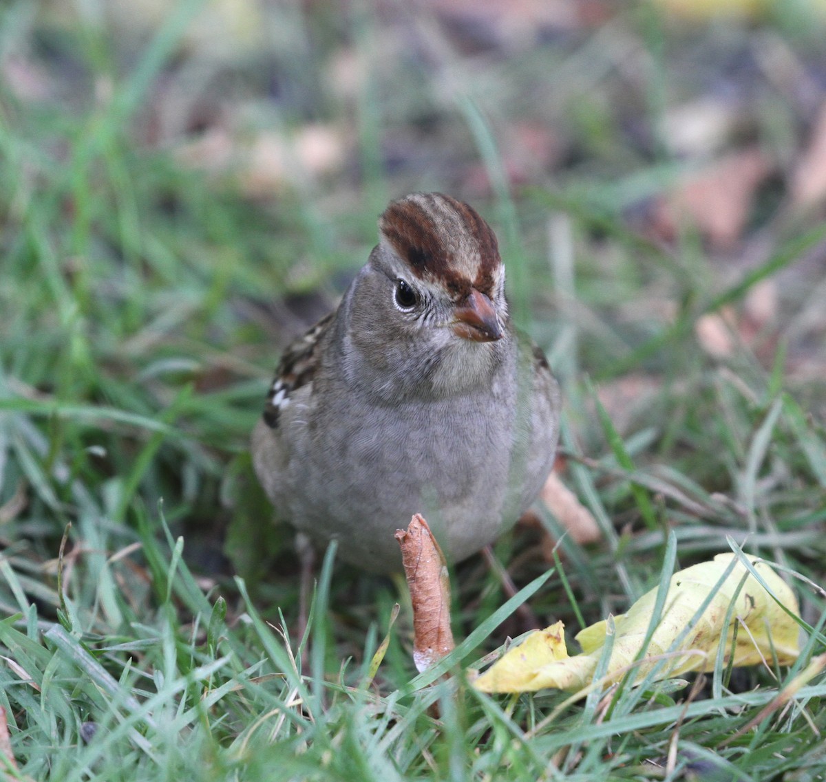 White-crowned Sparrow - ML609890672