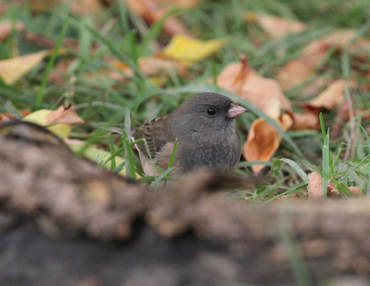 Dark-eyed Junco (Slate-colored) - ML609890682