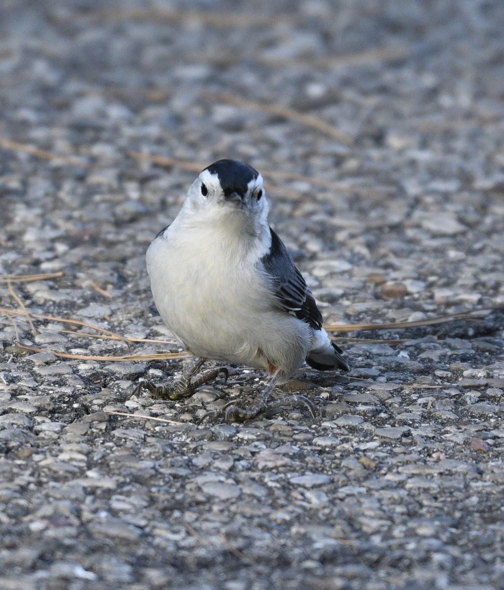 White-breasted Nuthatch - ML609890689