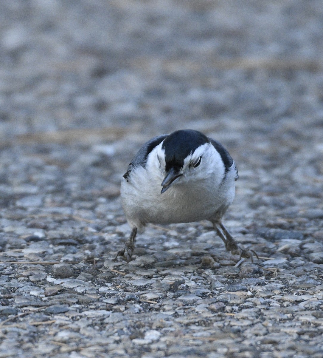 White-breasted Nuthatch - ML609890695