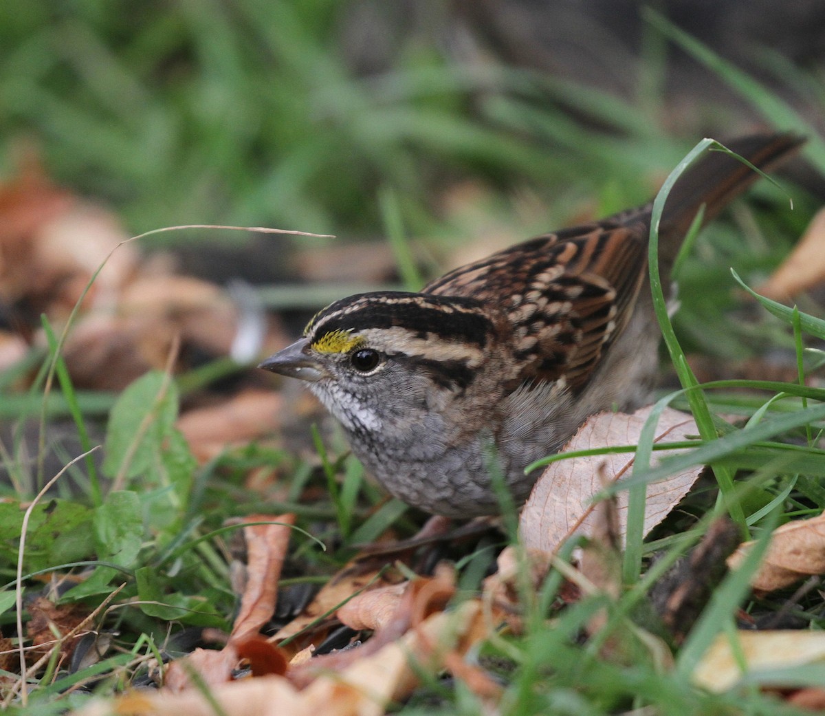 White-throated Sparrow - ML609890701