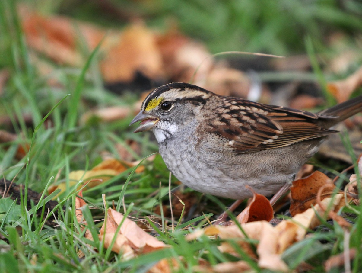 White-throated Sparrow - ML609890703