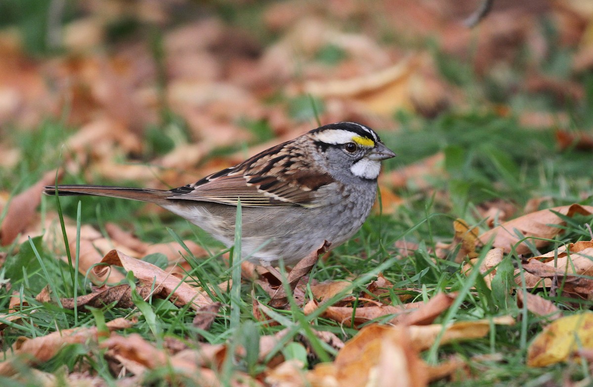 White-throated Sparrow - ML609890707