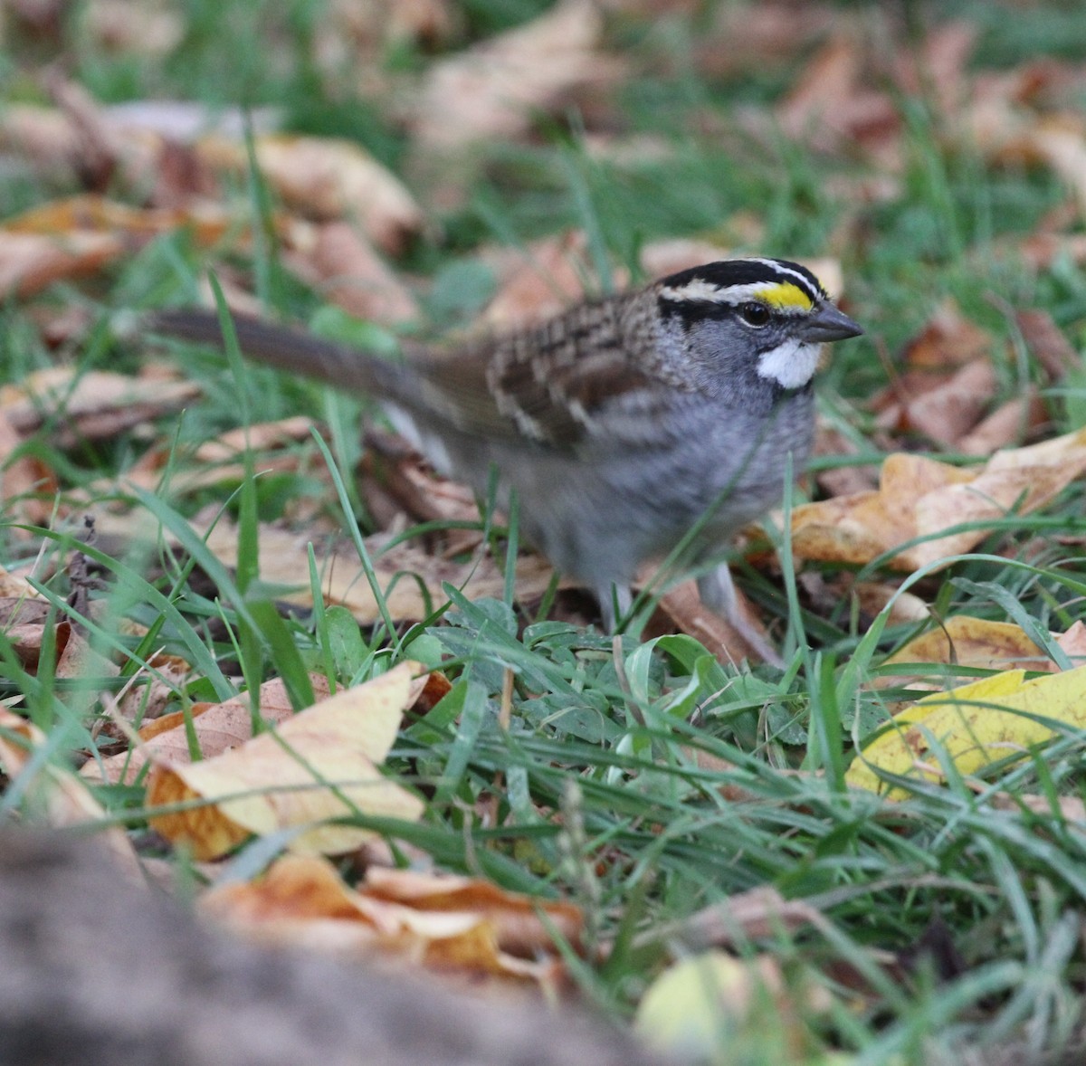 White-throated Sparrow - Nick Anich