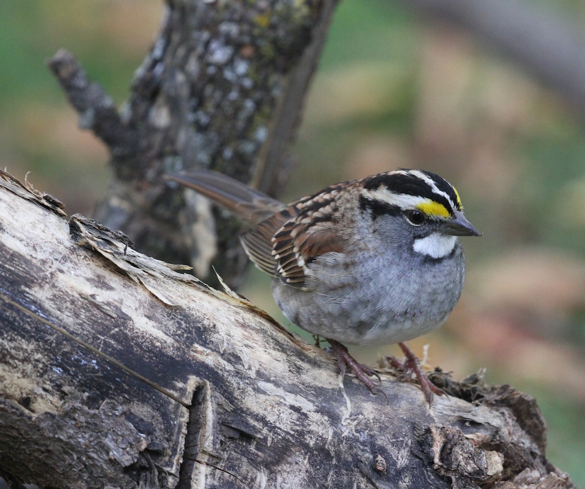 White-throated Sparrow - Nick Anich