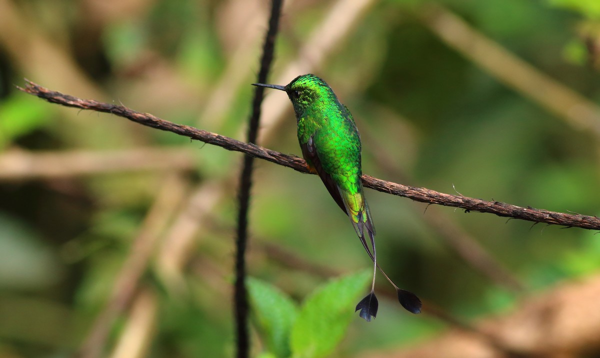 Rufous-booted Racket-tail (Anna's) - ML609890735