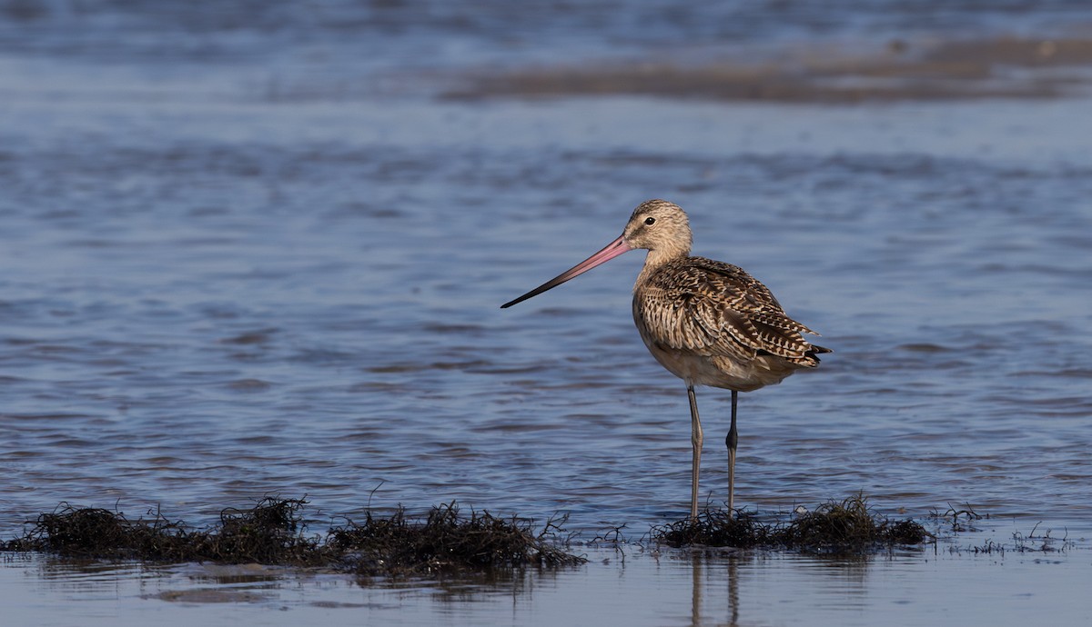 Marbled Godwit - ML609890739