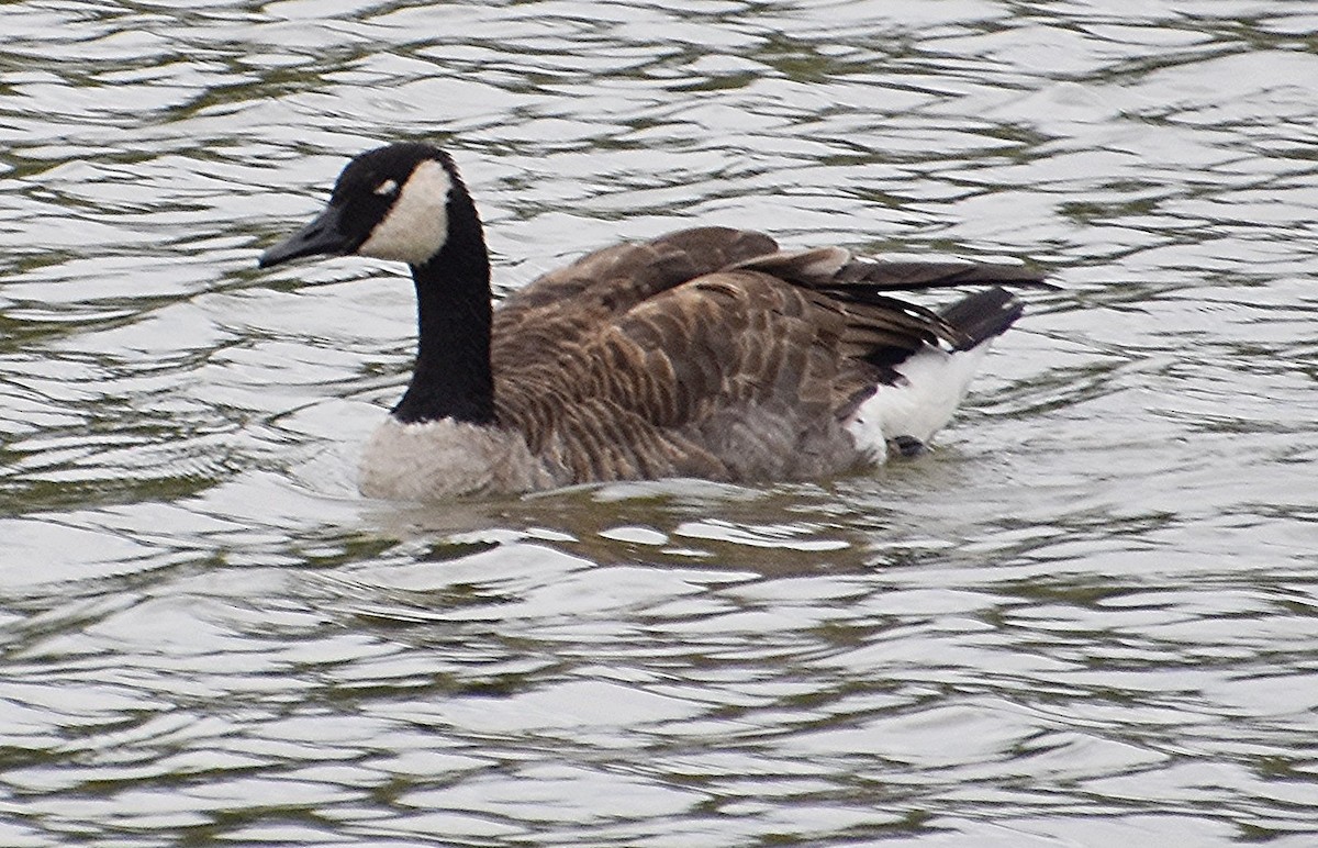 Canada Goose - Scott Jackson