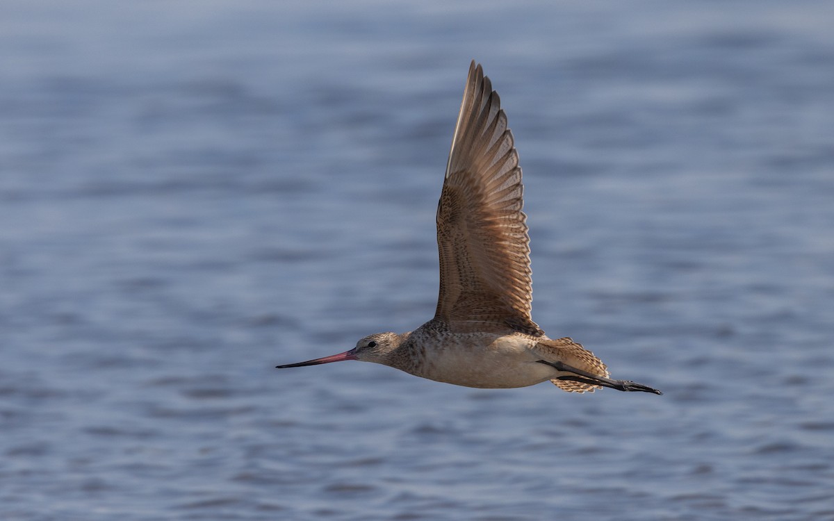 Marbled Godwit - ML609890772