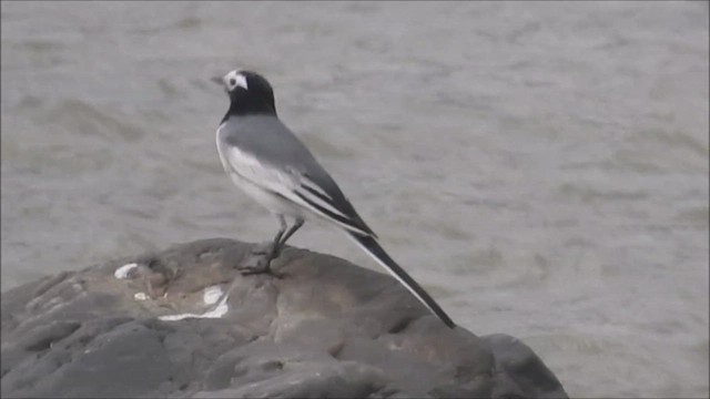 White Wagtail - ML609890844