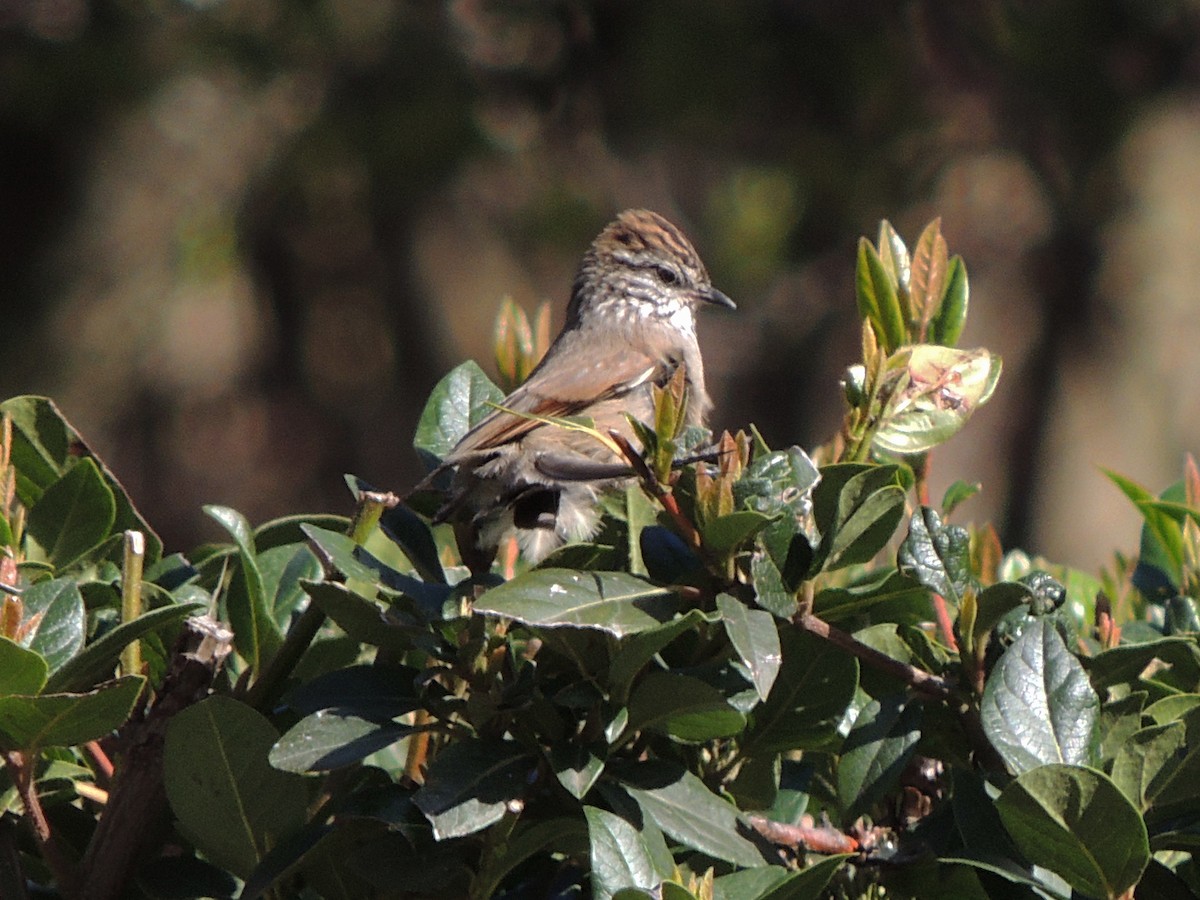 Synallaxe mésange (pallida) - ML609890919