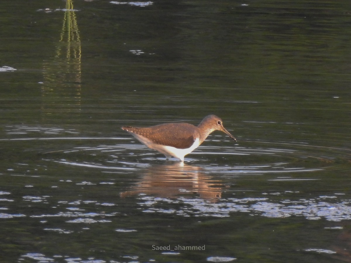 Green Sandpiper - Ahammed Saeed