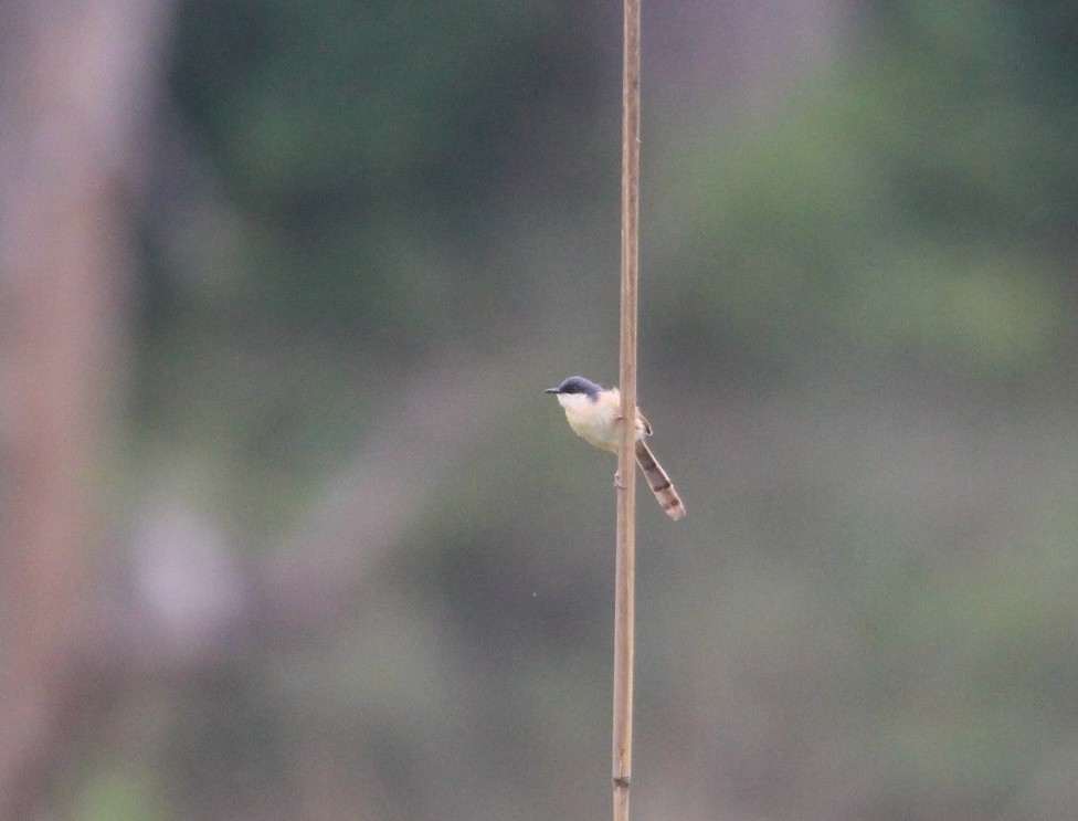 Ashy Prinia - ML609890965