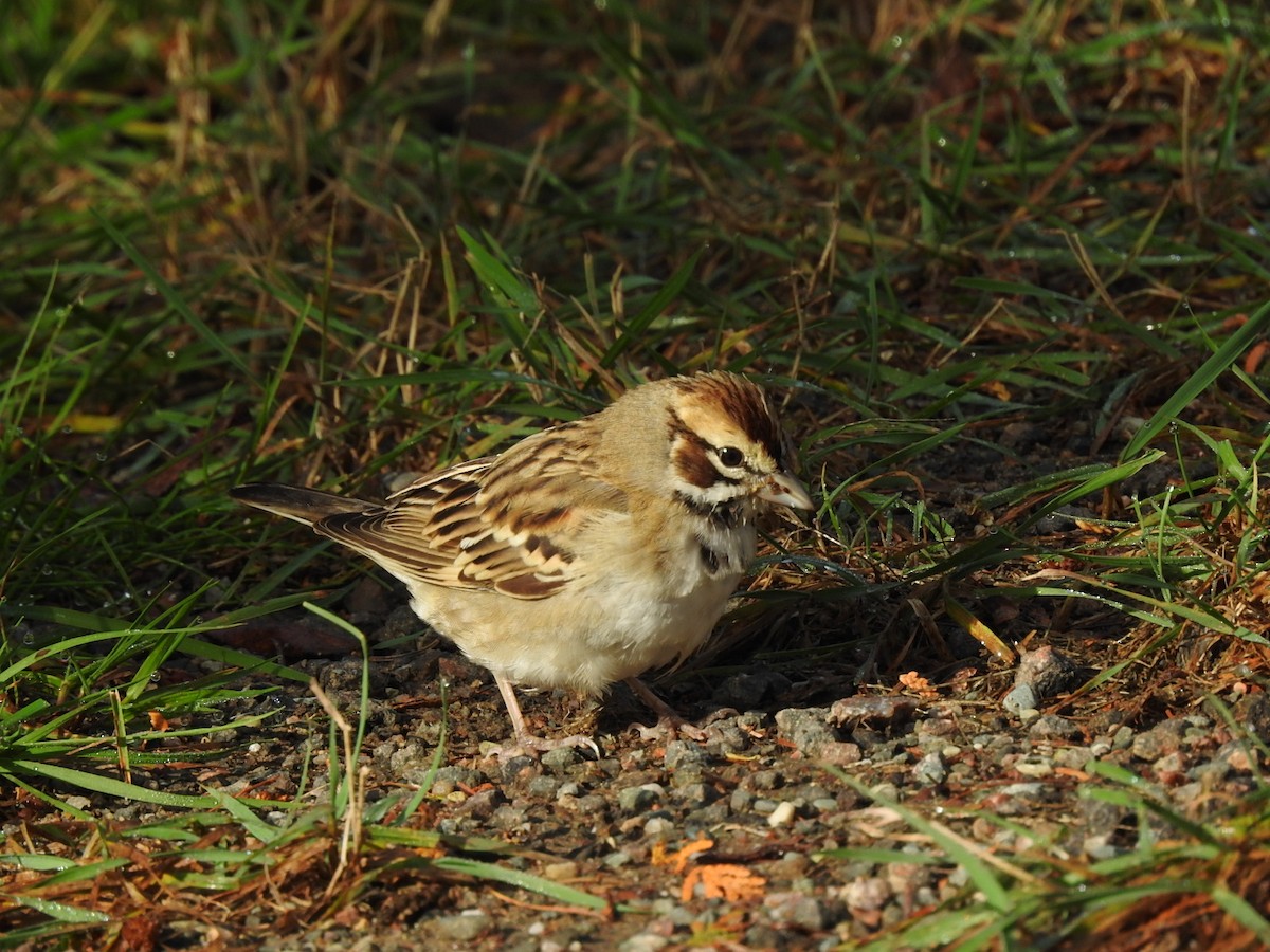 strnádka travní - ML609891003
