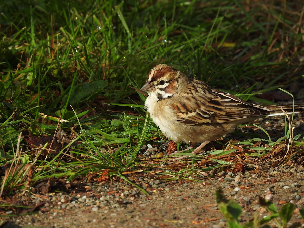 strnádka travní - ML609891004