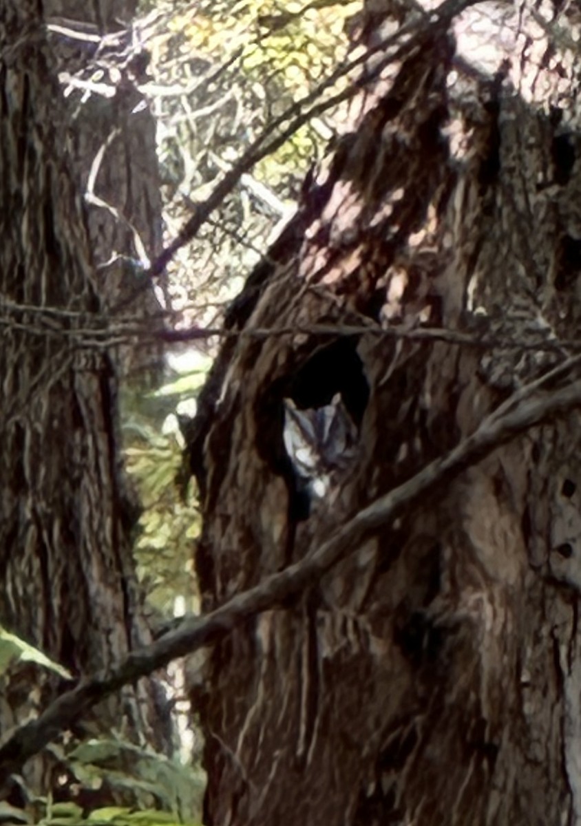 Eastern Screech-Owl - ML609891013