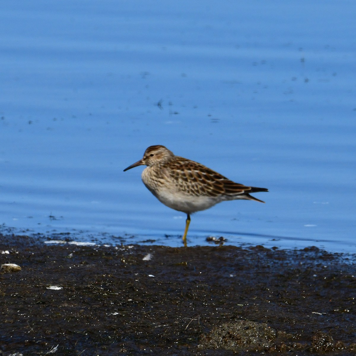 Graubrust-Strandläufer - ML609891184