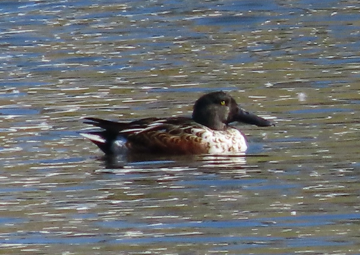 Northern Shoveler - Jeff Hopkins