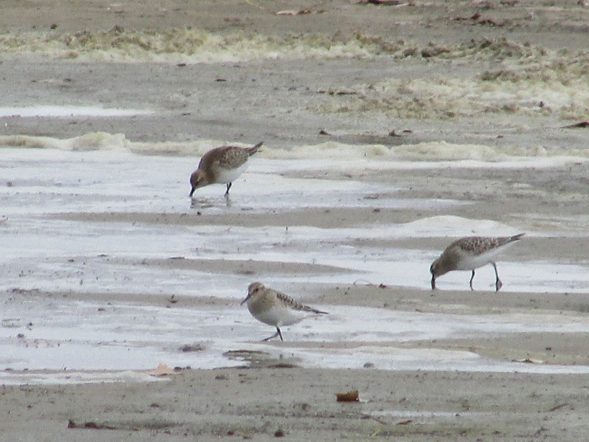 Baird's Sandpiper - ML609891312