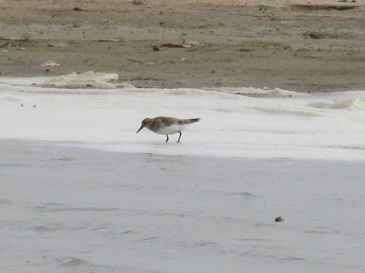 Baird's Sandpiper - ML609891314