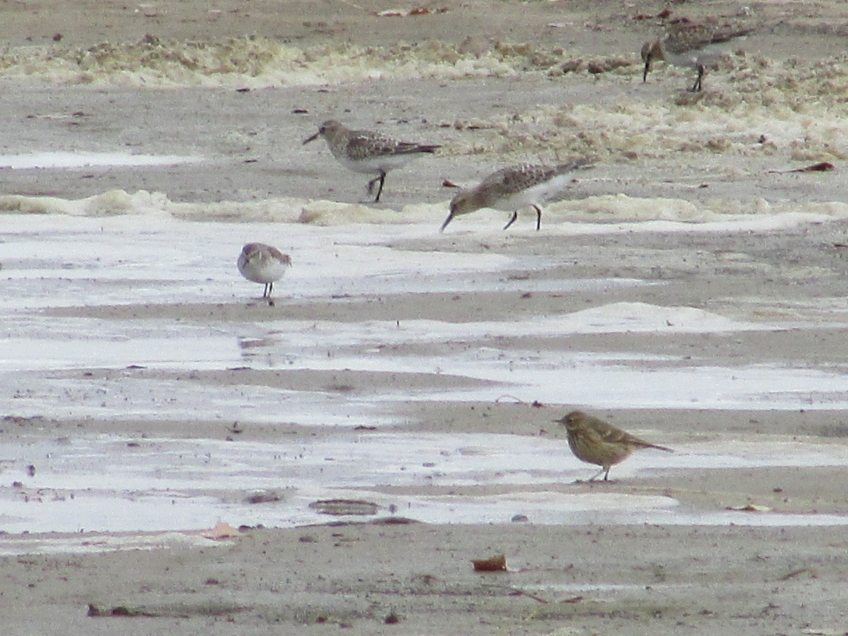 Baird's Sandpiper - ML609891317