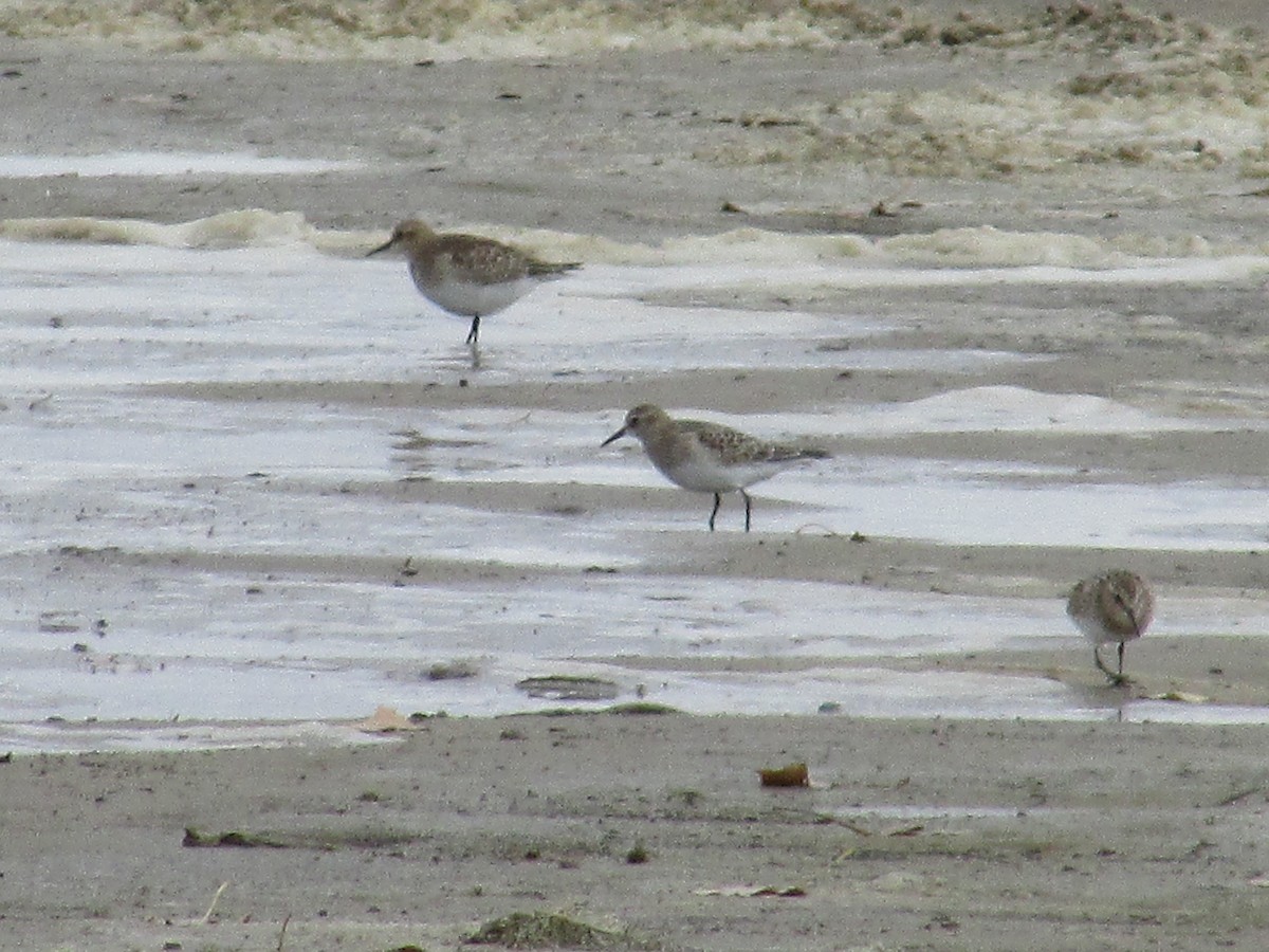 Baird's Sandpiper - Felice  Lyons