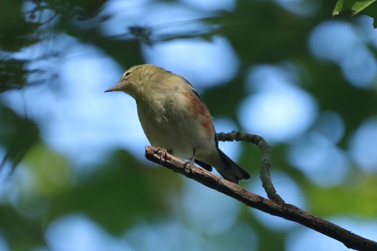 Bay-breasted Warbler - ML609891424