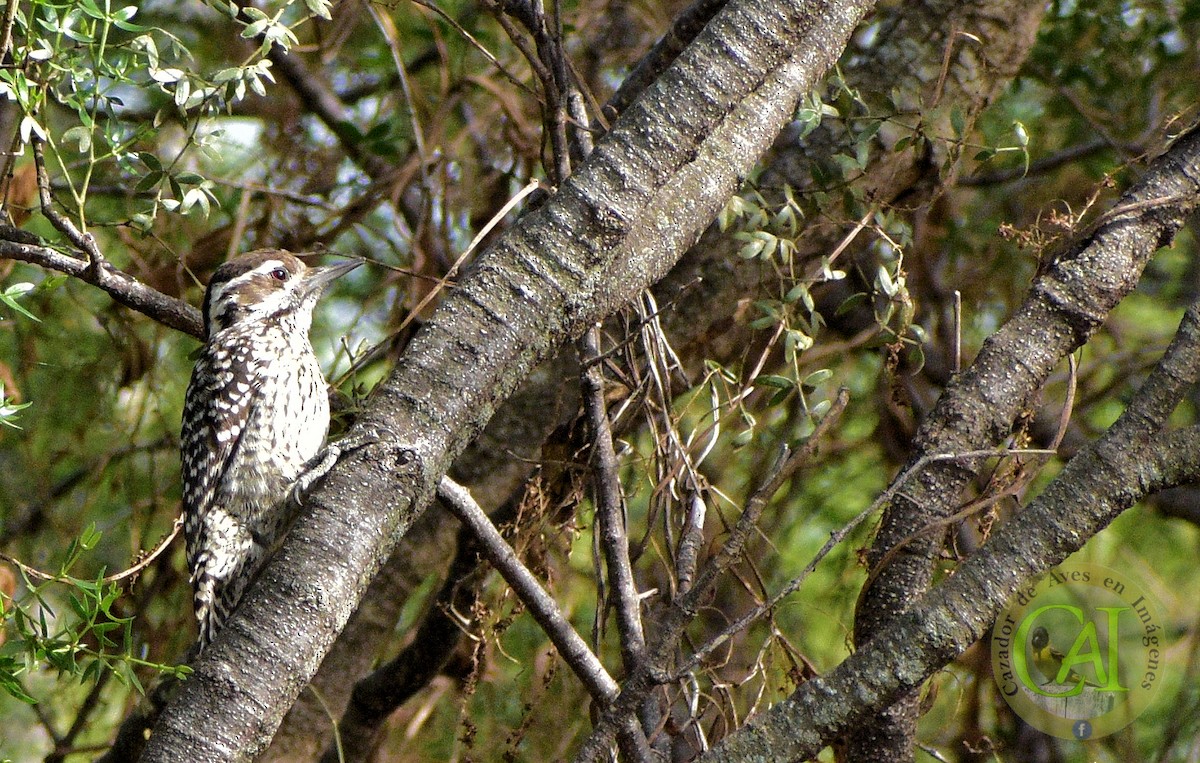 Checkered Woodpecker - ML609891441