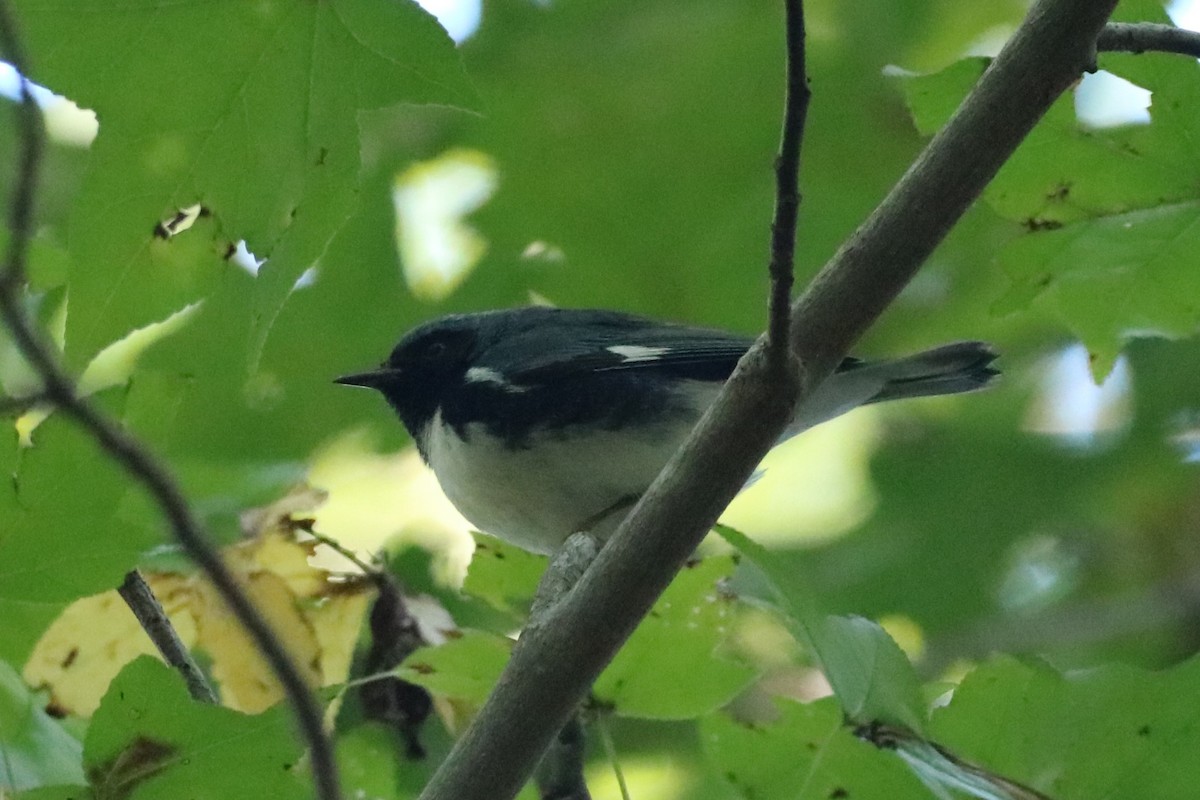 Black-throated Blue Warbler - Steve Myers