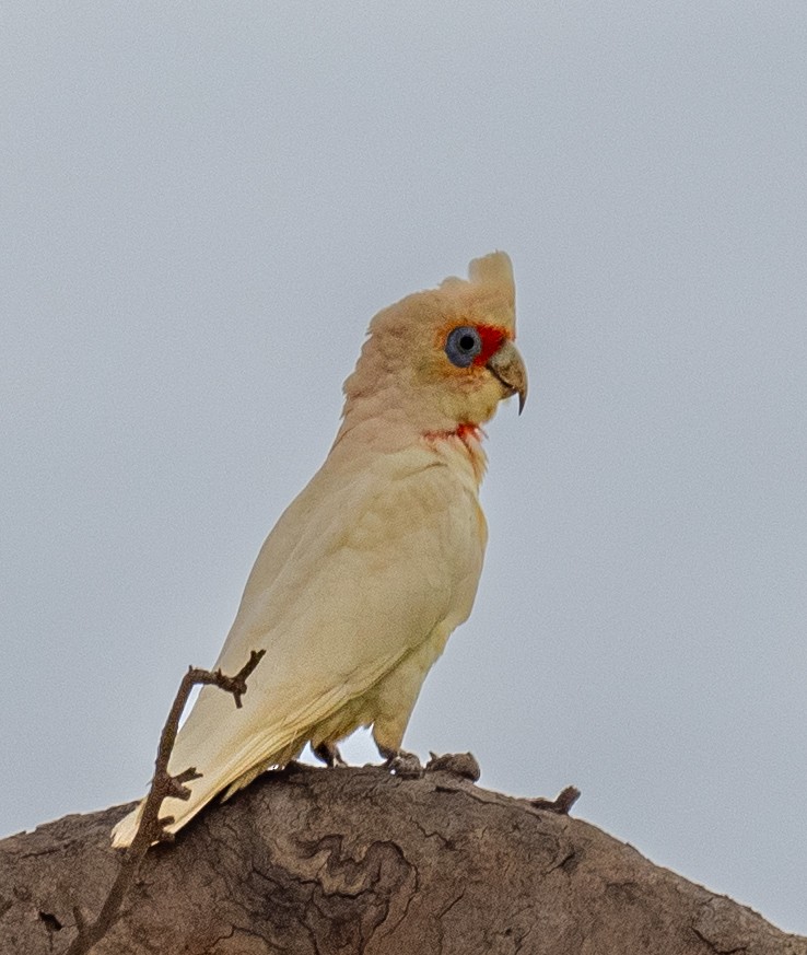 Long-billed Corella - Kevin McAuliffe