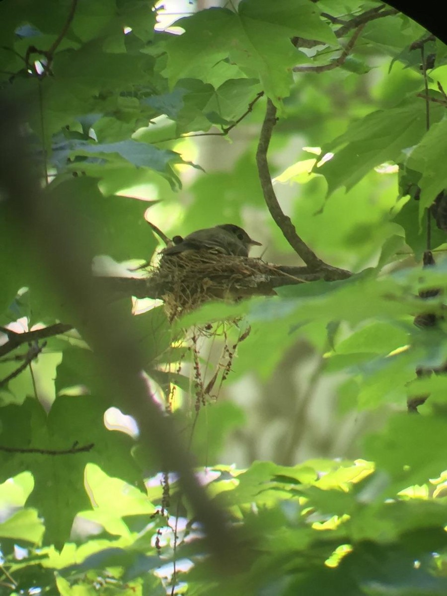 Acadian Flycatcher - ML609891517