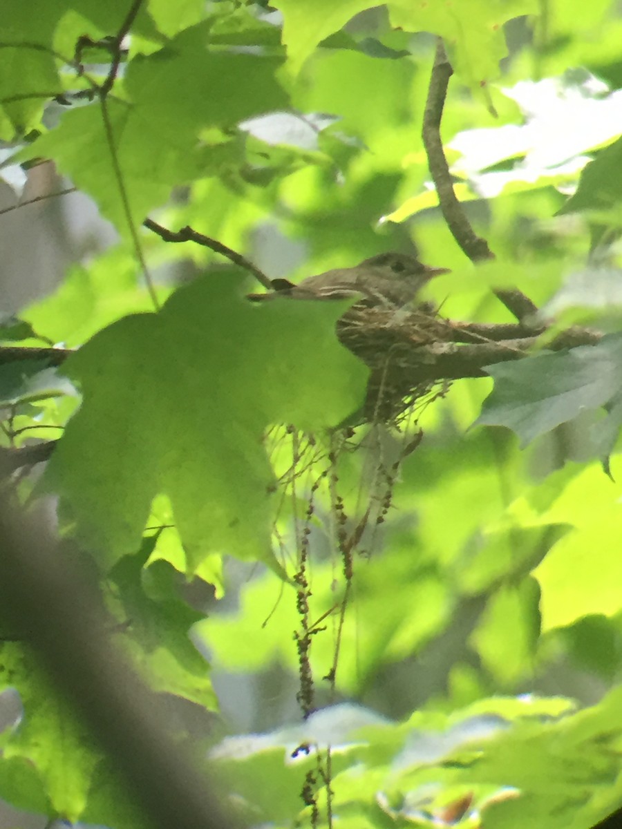 Acadian Flycatcher - ML609891518