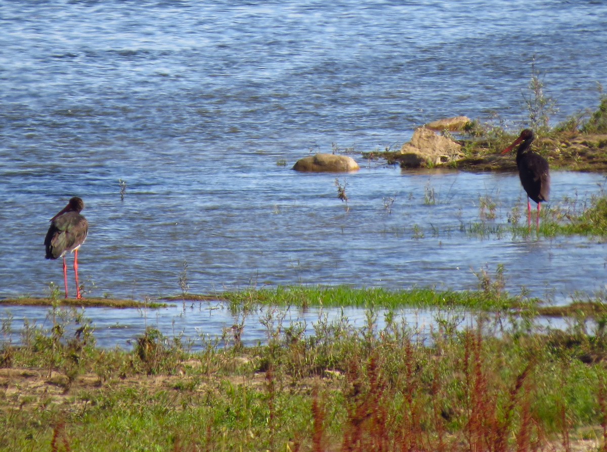 Black Stork - ML609891607