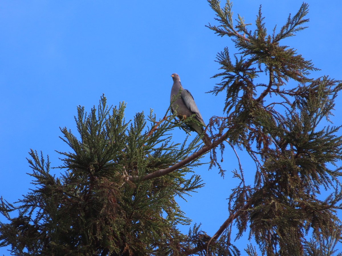 Band-tailed Pigeon - Richard Petersen